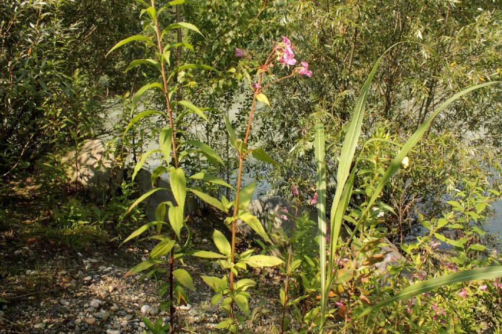 Impatiens glandulifera / Balsamina ghiandolosa